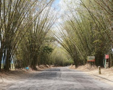 Bamboo Ave.