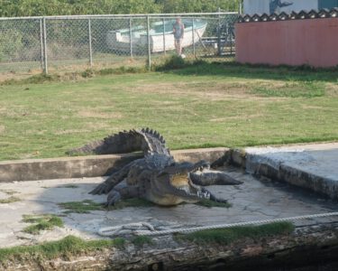 Krokodil am Black River