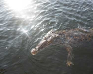 krokodil-black-river