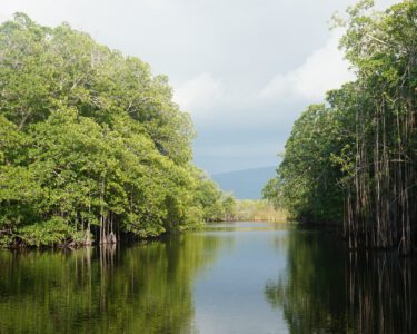 mangroven-black-river